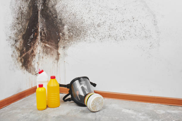 Professional Mold Removal in Auburn, KS