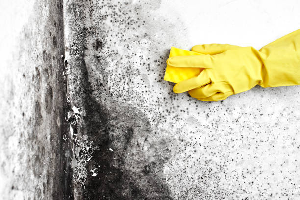 Best Crawl Space Mold Removal  in Auburn, KS