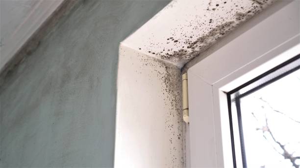 Best Residential Mold Removal  in Auburn, KS