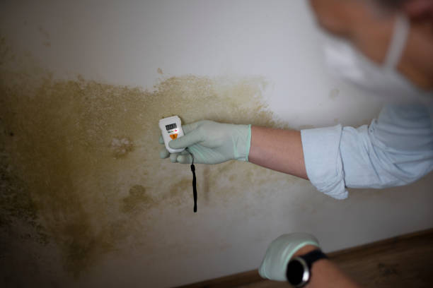 Best Black Mold Removal  in Auburn, KS
