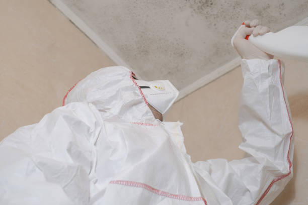 Best Home Mold Removal  in Auburn, KS