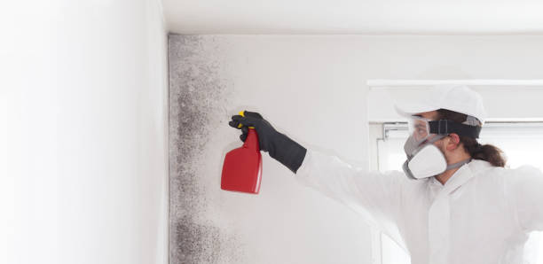 Best Mold Damage Repair  in Auburn, KS