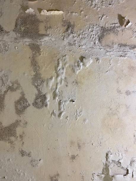Best Best Mold Removal Companies  in Auburn, KS