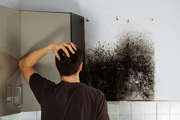 Best Mold Removal Near Me  in Auburn, KS