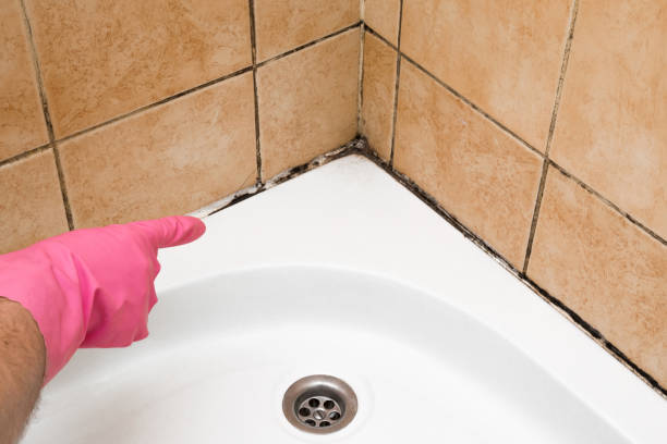Best Mold Removal Company Near Me  in Auburn, KS